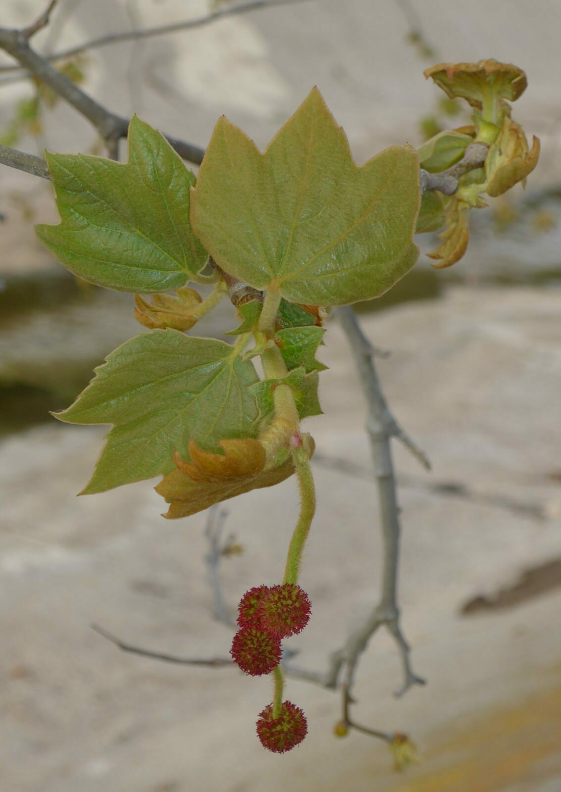 High Resolution Platanus racemosa Flower